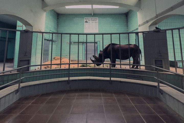 Rhino in Frankfurt Zoo